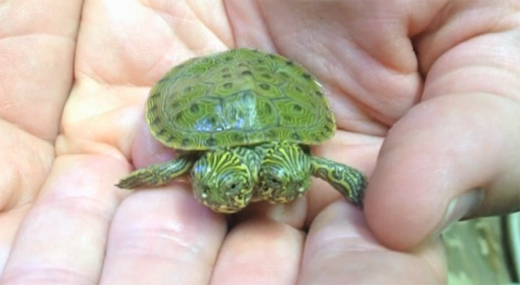 two head tortoise 1